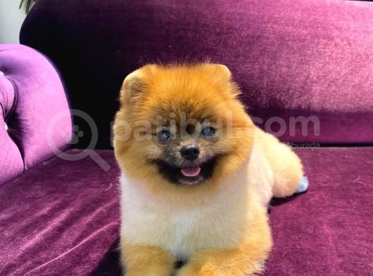 Pomeranian Yavrumuz 1 Yaşında Erkek  görsel