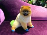 Pomeranian Yavrumuz 1 Yaşında Erkek 