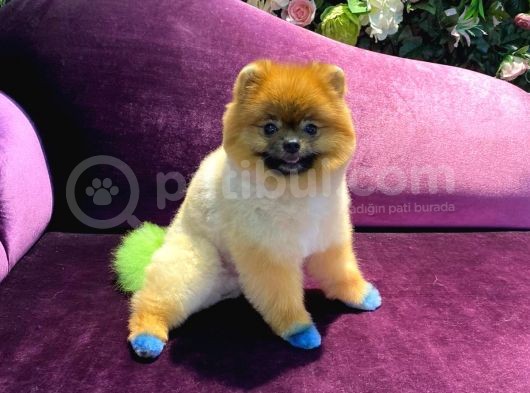 Pomeranian Yavrumuz 1 Yaşında Erkek  görsel