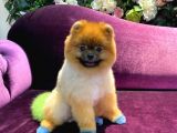 Pomeranian Yavrumuz 1 Yaşında Erkek 