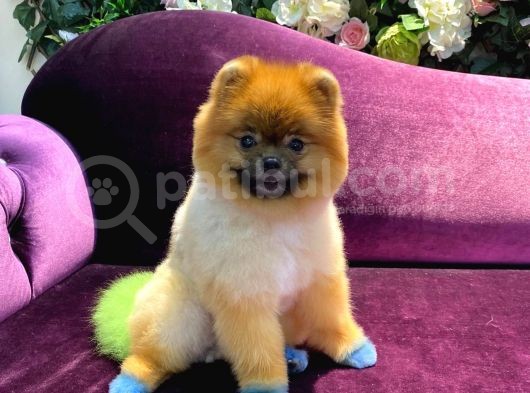 Pomeranian Yavrumuz 1 Yaşında Erkek  görsel