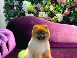 Pomeranian Yavrumuz 1 Yaşında Erkek 