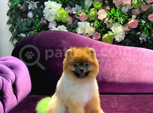 Pomeranian Yavrumuz 1 Yaşında Erkek  görsel