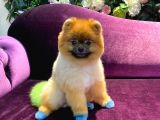 Pomeranian Yavrumuz 1 Yaşında Erkek 