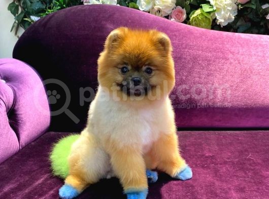 Pomeranian Yavrumuz 1 Yaşında Erkek  görsel