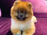 Pomeranian Yavrumuz 1 Yaşında Erkek 