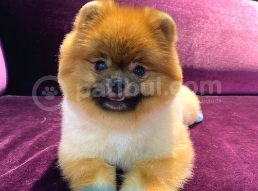 Pomeranian Yavrumuz 1 Yaşında Erkek  görsel