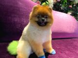 Pomeranian Yavrumuz 1 Yaşında Erkek 