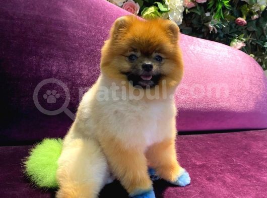 Pomeranian Yavrumuz 1 Yaşında Erkek  görsel