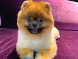 Pomeranian Yavrumuz 1 Yaşında Erkek 