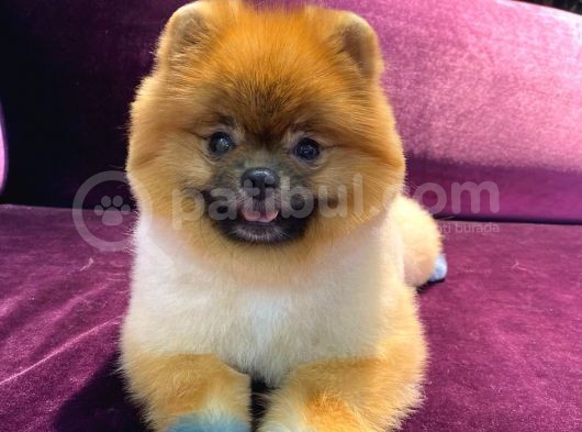 Pomeranian Yavrumuz 1 Yaşında Erkek  görsel