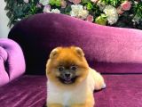 Pomeranian Yavrumuz 1 Yaşında Erkek 