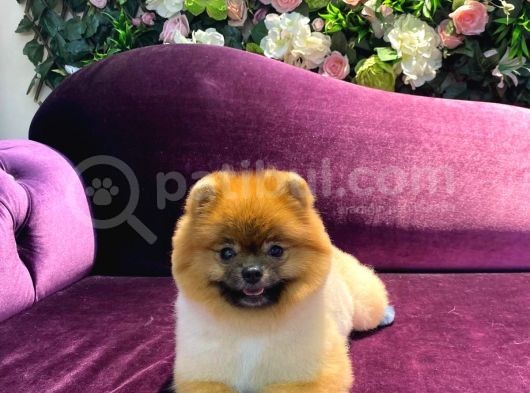 Pomeranian Yavrumuz 1 Yaşında Erkek  görsel