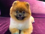 Pomeranian yavrumuz 1 Yaşında Erkek 
