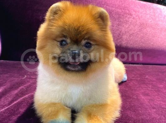 Pomeranian Yavrumuz 1 Yaşında Erkek 
