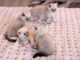 Mükemmel British Shorthair Yavrular