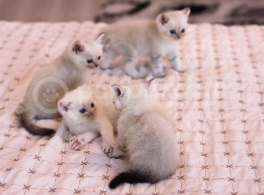 Mükemmel British Shorthair Yavrular görsel