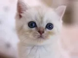 Mükemmel British Shorthair Yavrular