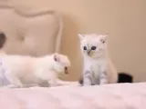 Mükemmel British Shorthair Yavrular