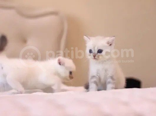 Mükemmel British Shorthair Yavrular görsel