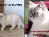 Mükemmel British Shorthair Yavrular