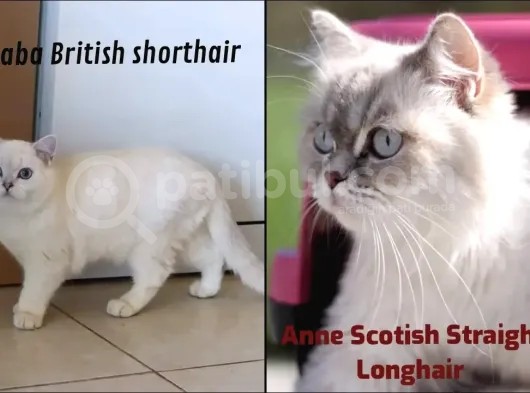 Mükemmel British Shorthair Yavrular görsel