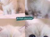 Mükemmel British Shorthair Yavrular