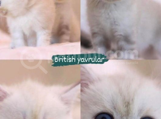 Mükemmel British Shorthair Yavrular