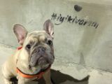 12 Aylık Dişi French Bulldog Lilac Sable
