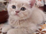 Scottish Fold Anneden Ve British Babadan Olan Yarularımız