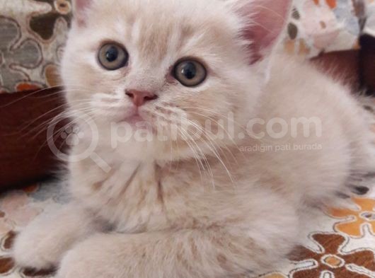 Scottish Fold Anneden Ve British Babadan Olan Yarularımız