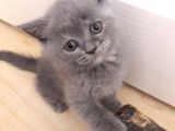 Scottish Fold Anneden Ve British Babadan Olan Yarularımız