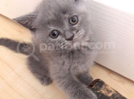 Scottish Fold Anneden Ve British Babadan Olan Yarularımız görsel