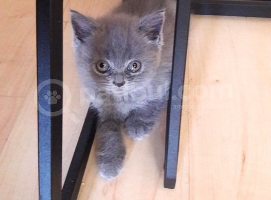 Scottish Fold Anneden Ve British Babadan Olan Yarularımız görsel