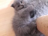 Scottish Fold Anneden Ve British Babadan Olan Yarularımız