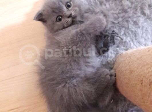 Scottish Fold Anneden Ve British Babadan Olan Yarularımız görsel