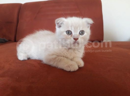Scottish Fold Anneden Ve British Babadan Olan Yarularımız görsel