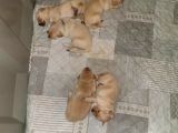 Ruhsatli Çi̇ftli̇ği̇mi̇zden Bebek Surat Golden Yavrular