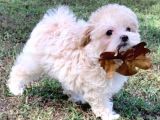 Ruhsatlı Üretim Çiftliğimizden Maltipoo Yavrular