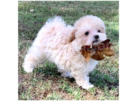 Ruhsatlı Üretim Çiftliğimizden Maltipoo Yavrular görsel
