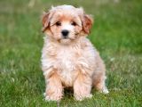Ruhsatlı Üretim Çiftliğimizden Maltipoo Yavrular