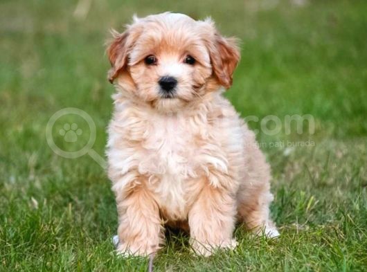 Ruhsatlı Üretim Çiftliğimizden Maltipoo Yavrular görsel