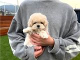 Ruhsatlı Üretim Çiftliğimizden Maltipoo Yavrular