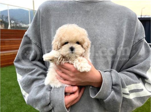 Ruhsatlı Üretim Çiftliğimizden Maltipoo Yavrular görsel