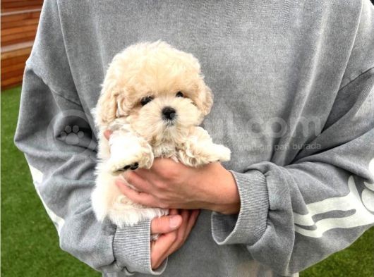 Ruhsatlı Üretim Çiftliğimizden Maltipoo Yavrular görsel
