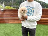 Ruhsatlı Üretim Çiftliğimizden Maltipoo Yavrular