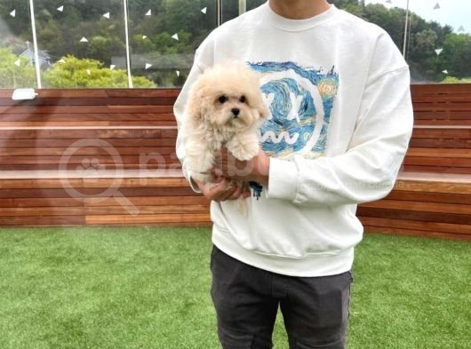 Ruhsatlı Üretim Çiftliğimizden Maltipoo Yavrular görsel
