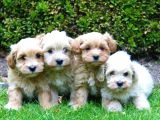 Ruhsatlı Üretim Çiftliğimizden Maltipoo Yavrular
