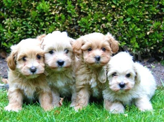 Ruhsatlı Üretim Çiftliğimizden Maltipoo Yavrular görsel