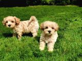 Ruhsatlı Üretim Çiftliğimizden Maltipoo Yavrular